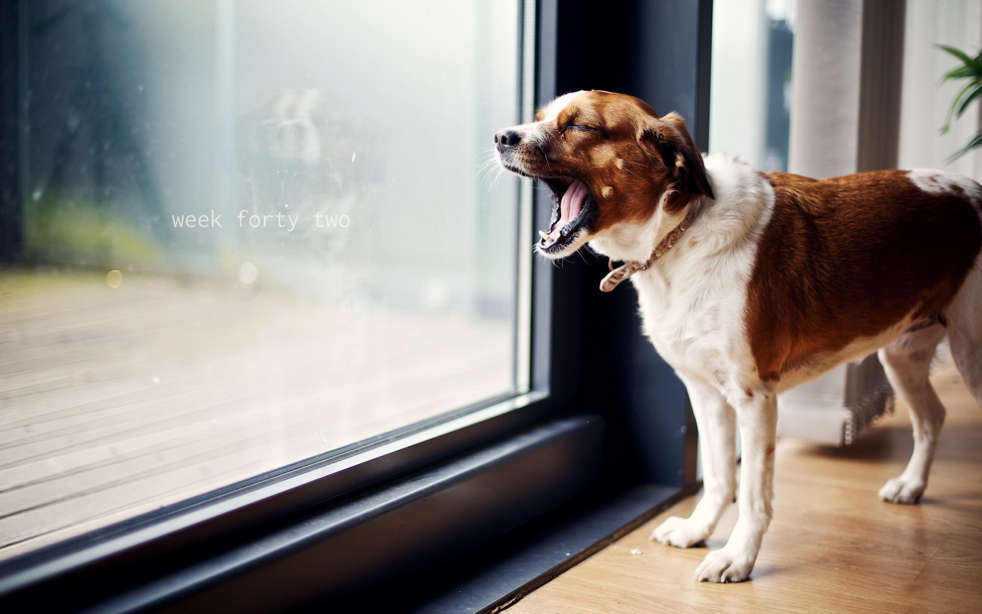 Window Dog wallpaper 1920x1200 14593