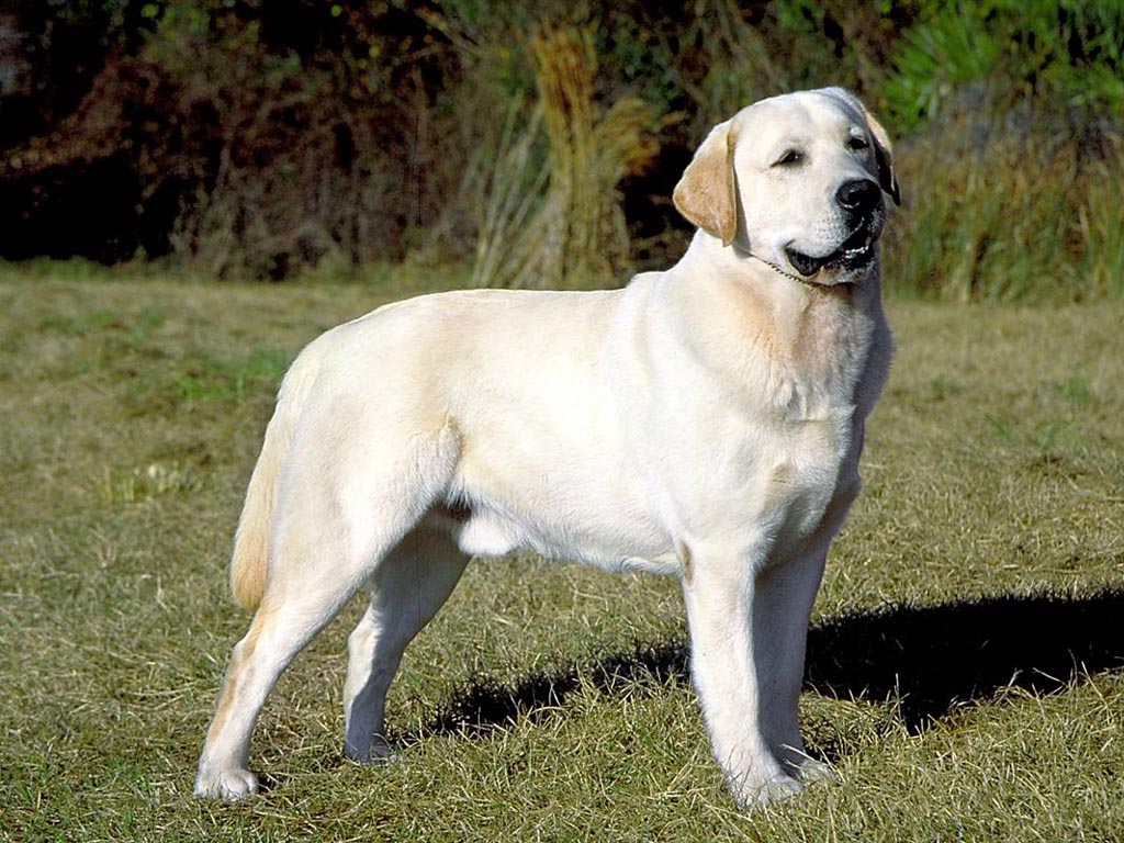 Yellow Lab wallpaper 1024x768 1527