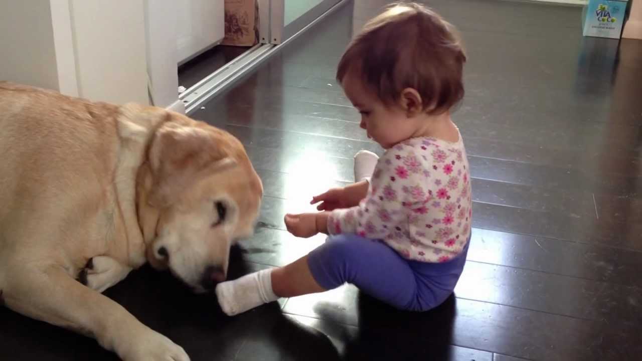 Yellow Lab wallpaper 1280x720 59298