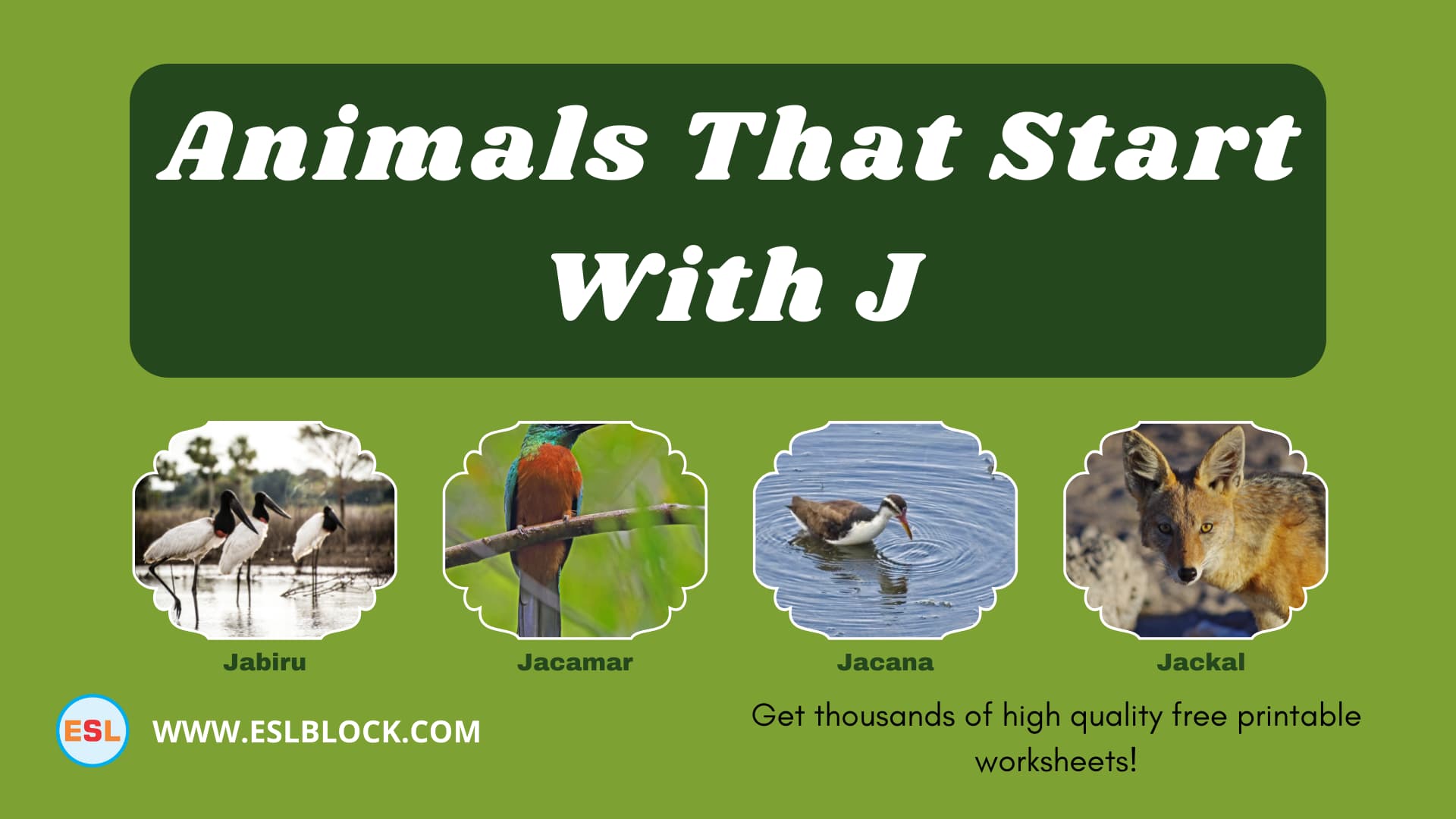 Animals That Start With J English as a Second Language