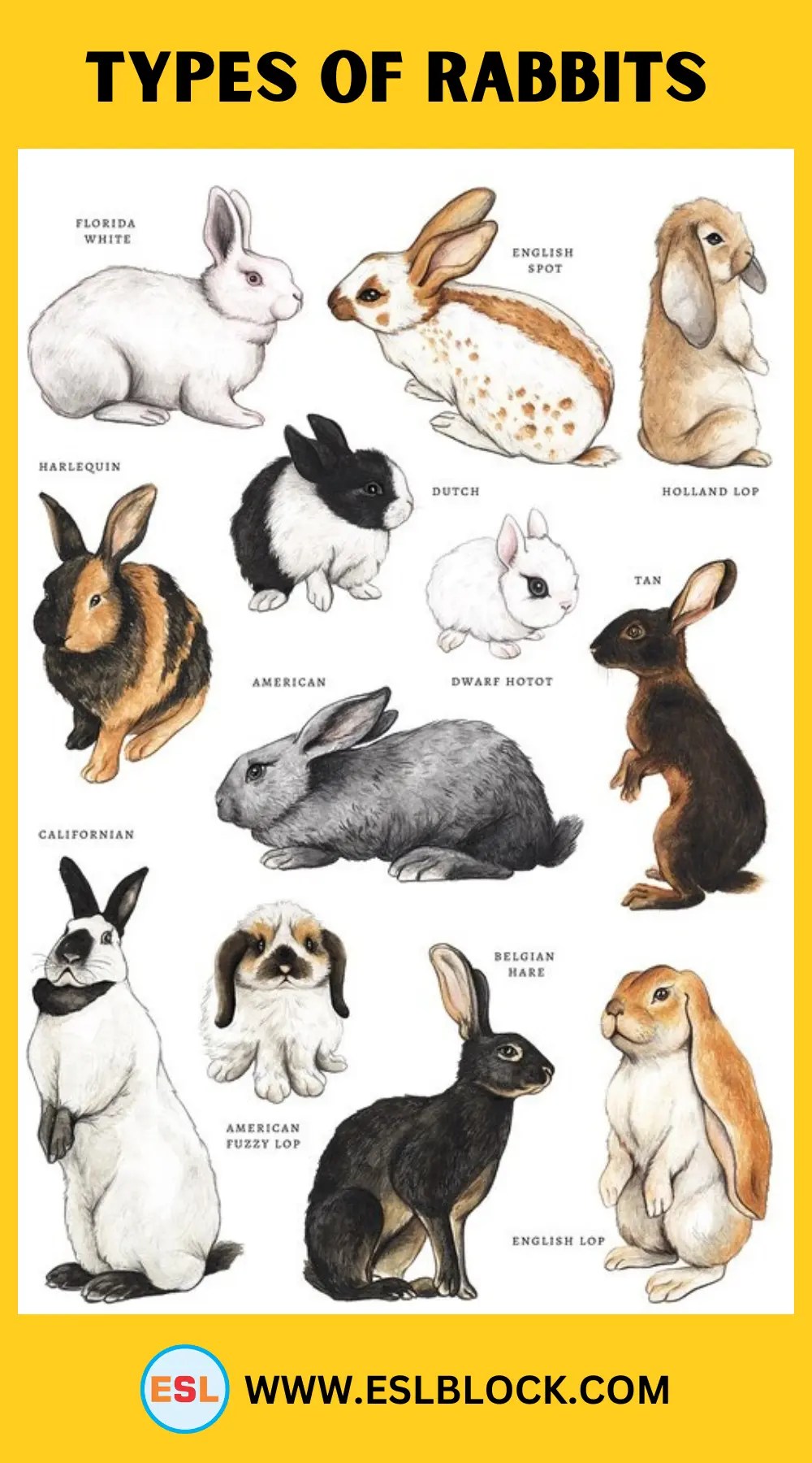 A Comprehensive Guide to the Various Types of Rabbits English as a