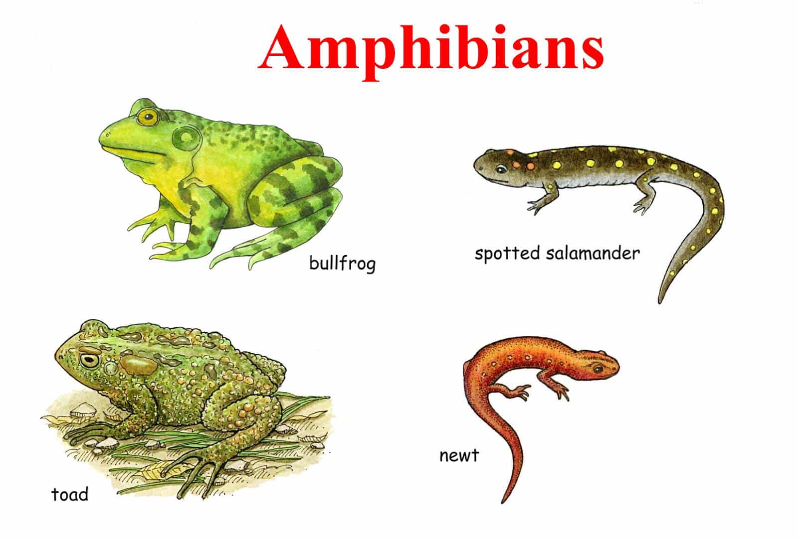 Learn English Vocabulary through Pictures 500+ Animal Names ESLBUZZ