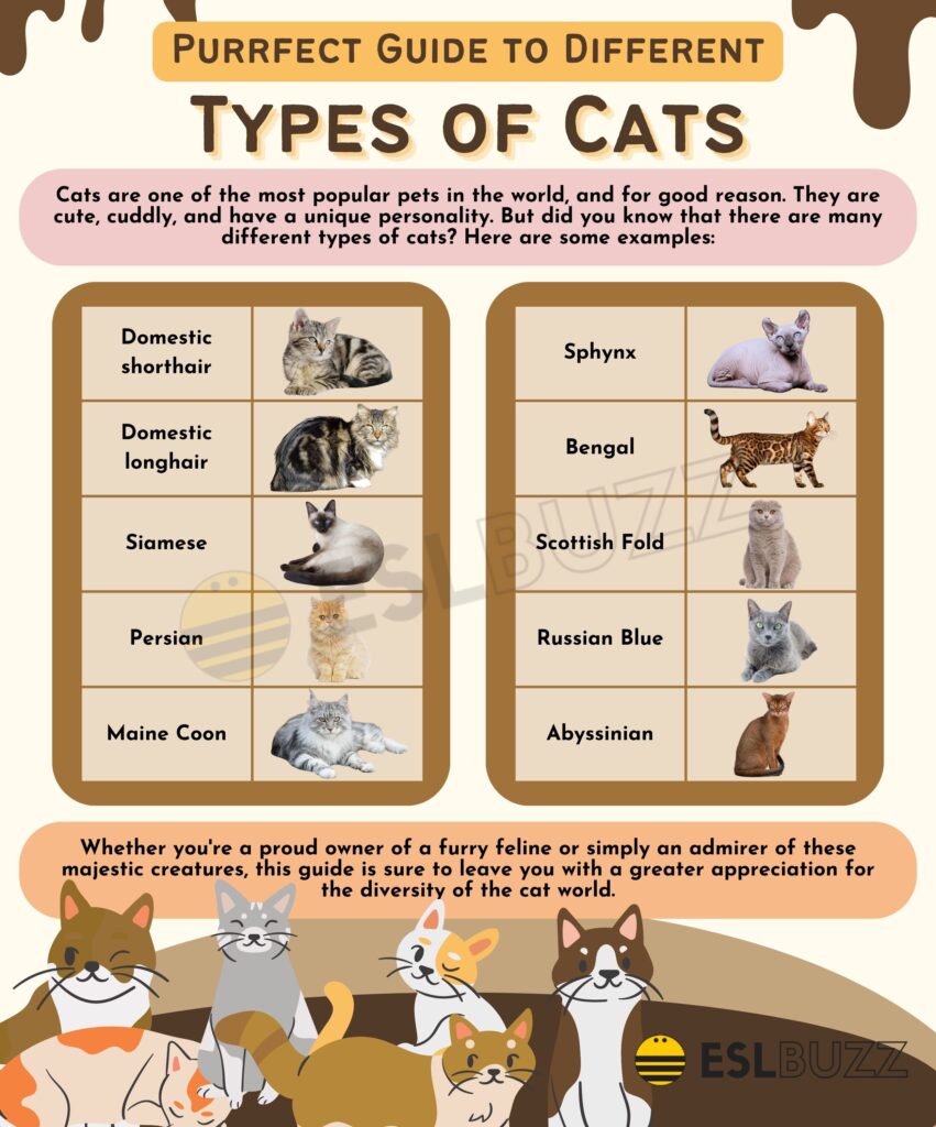 Types of Cats A Comprehensive Guide for English Learners ESLBUZZ