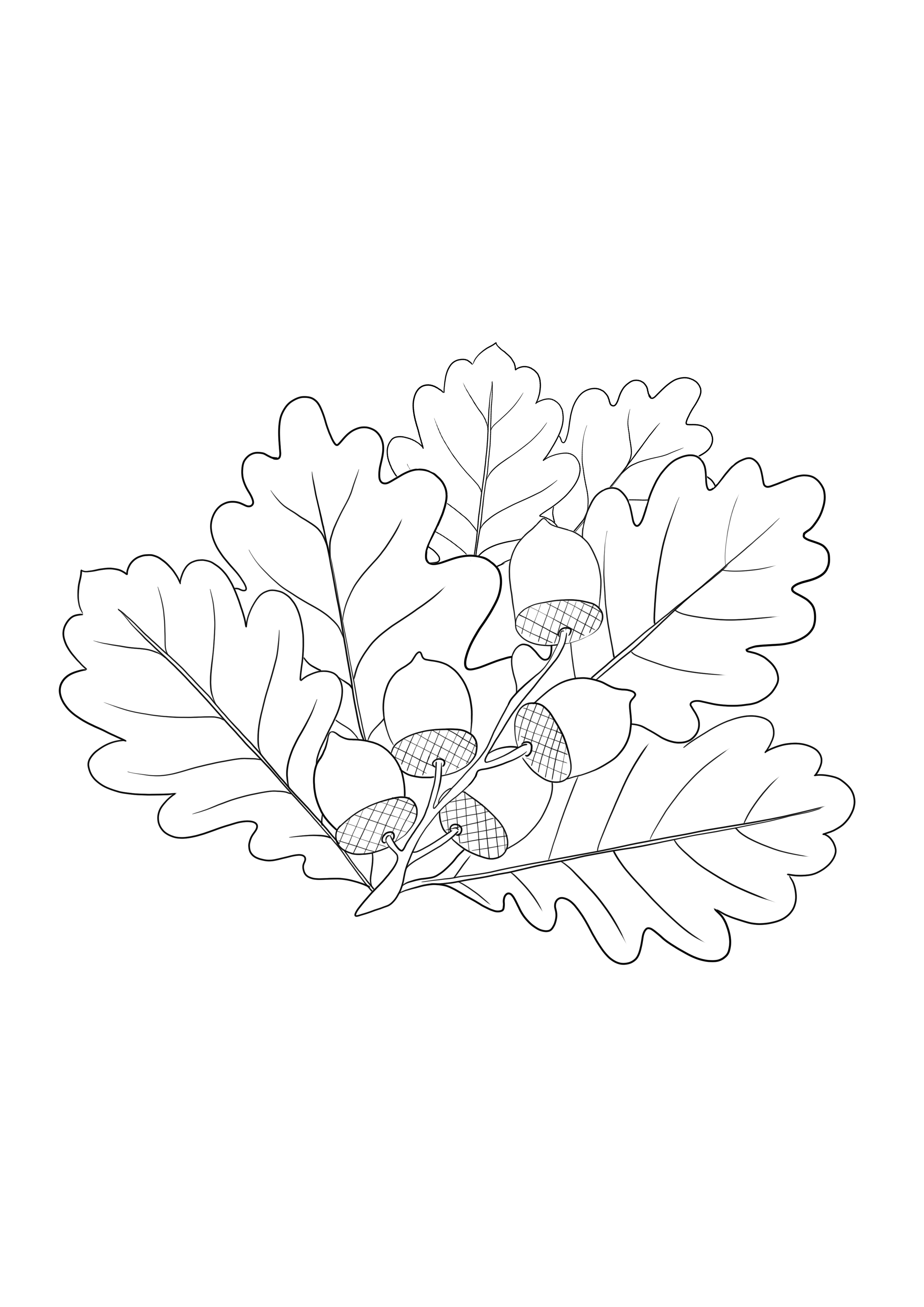 Branche de chêne feuilles et glands gratuits à télécharger et à colorier