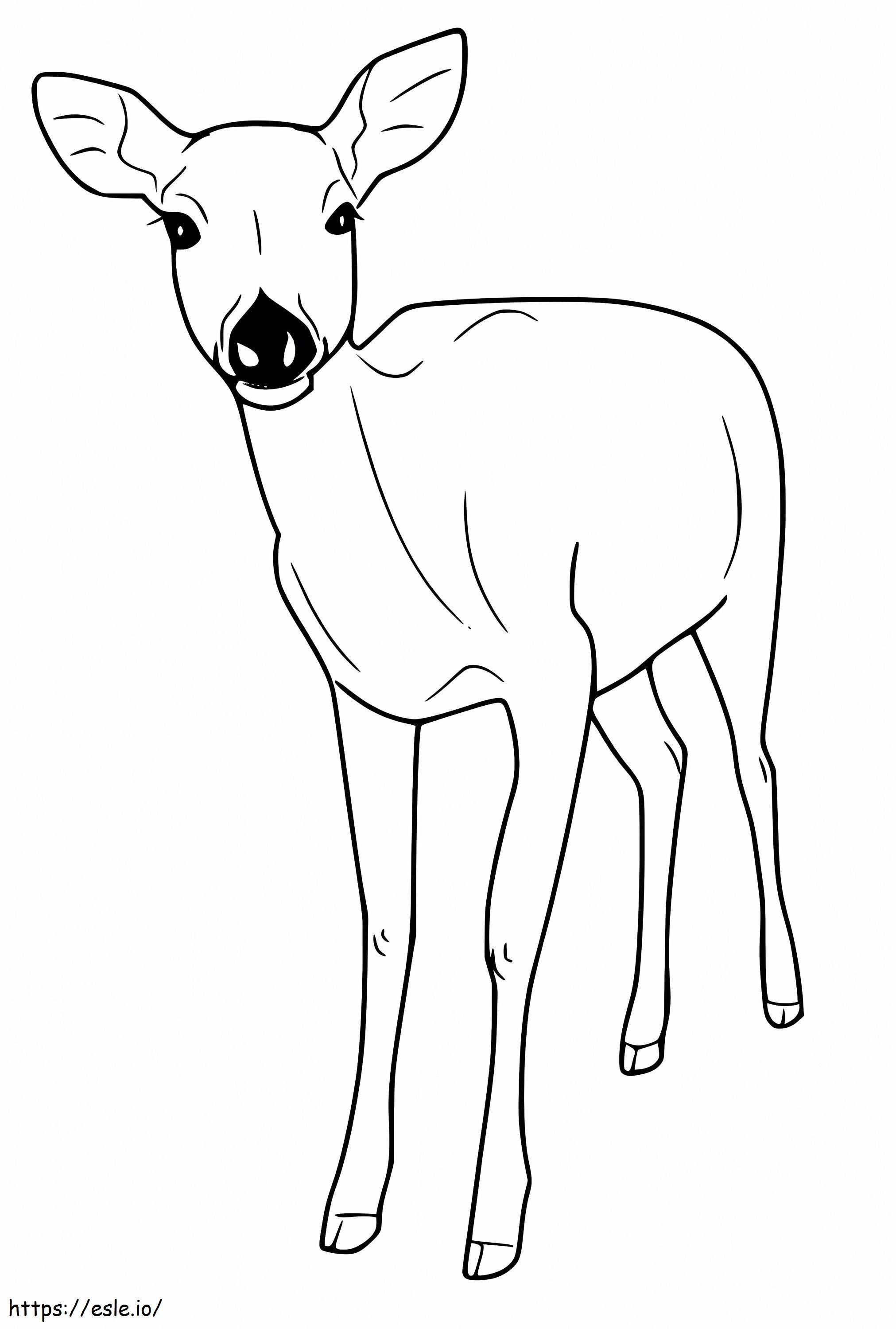 Coloring Deer Animal Pages Color Drawings Whitetail Sheet Bucks Big