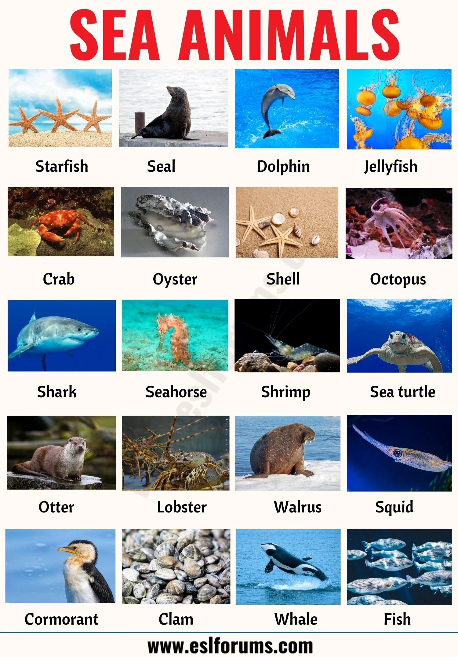Sea Animals List of 20+ Interesting Sea, Ocean Animals with the