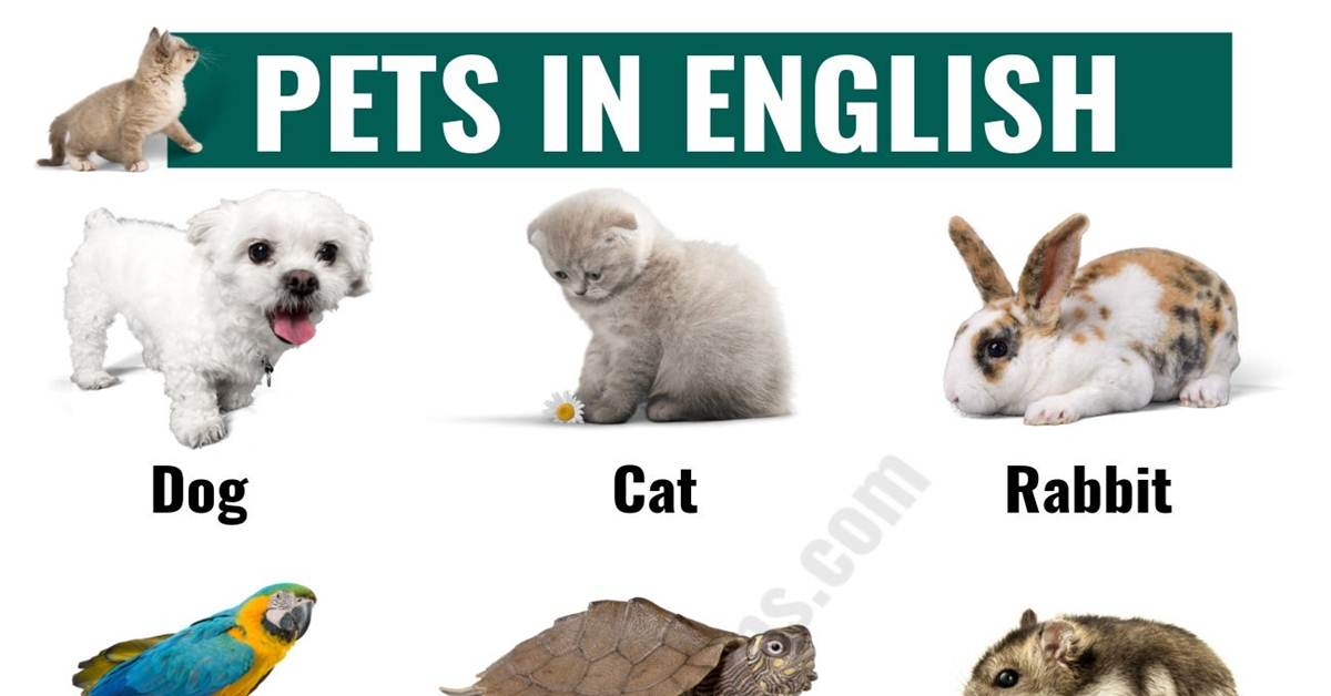 Types Of Pets 9 These Pet Mice Have Been Selectively Bred To Enhance