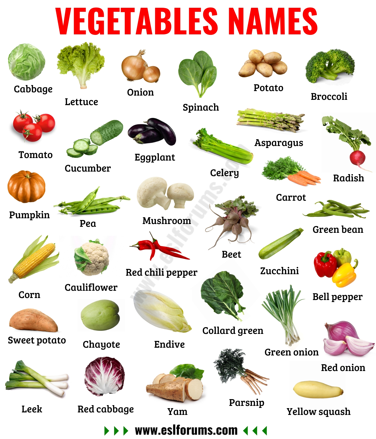 List of Vegetables Useful Names of Vegetables with the Picture! ESL