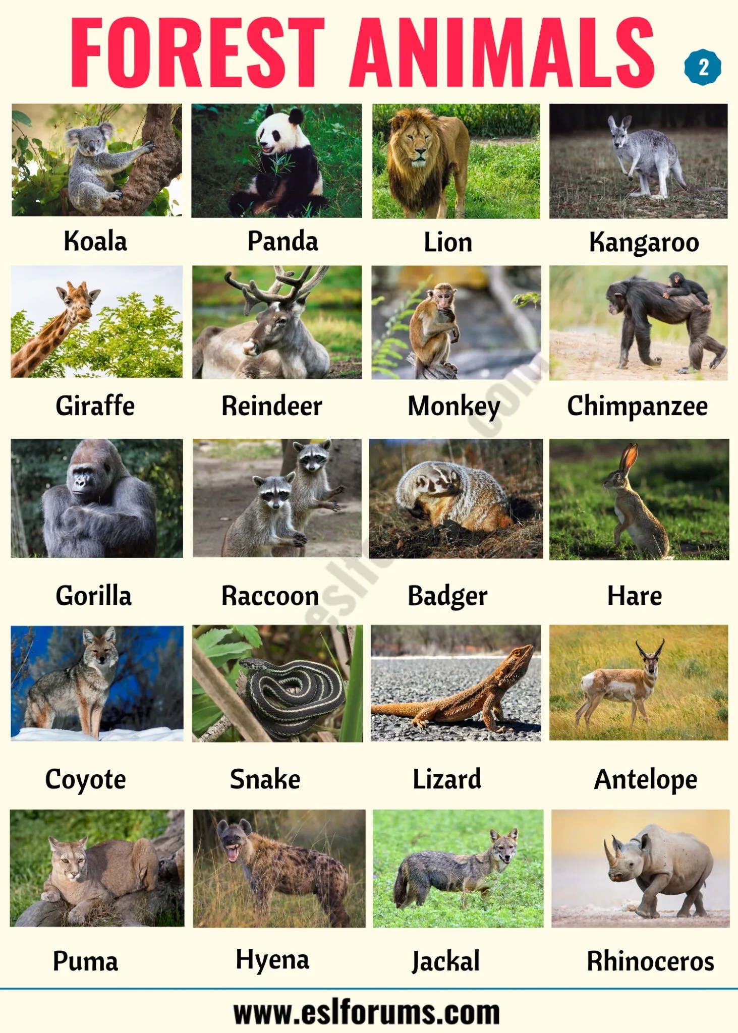 Forest Animals List of Animals That Live in the Forest with ESL