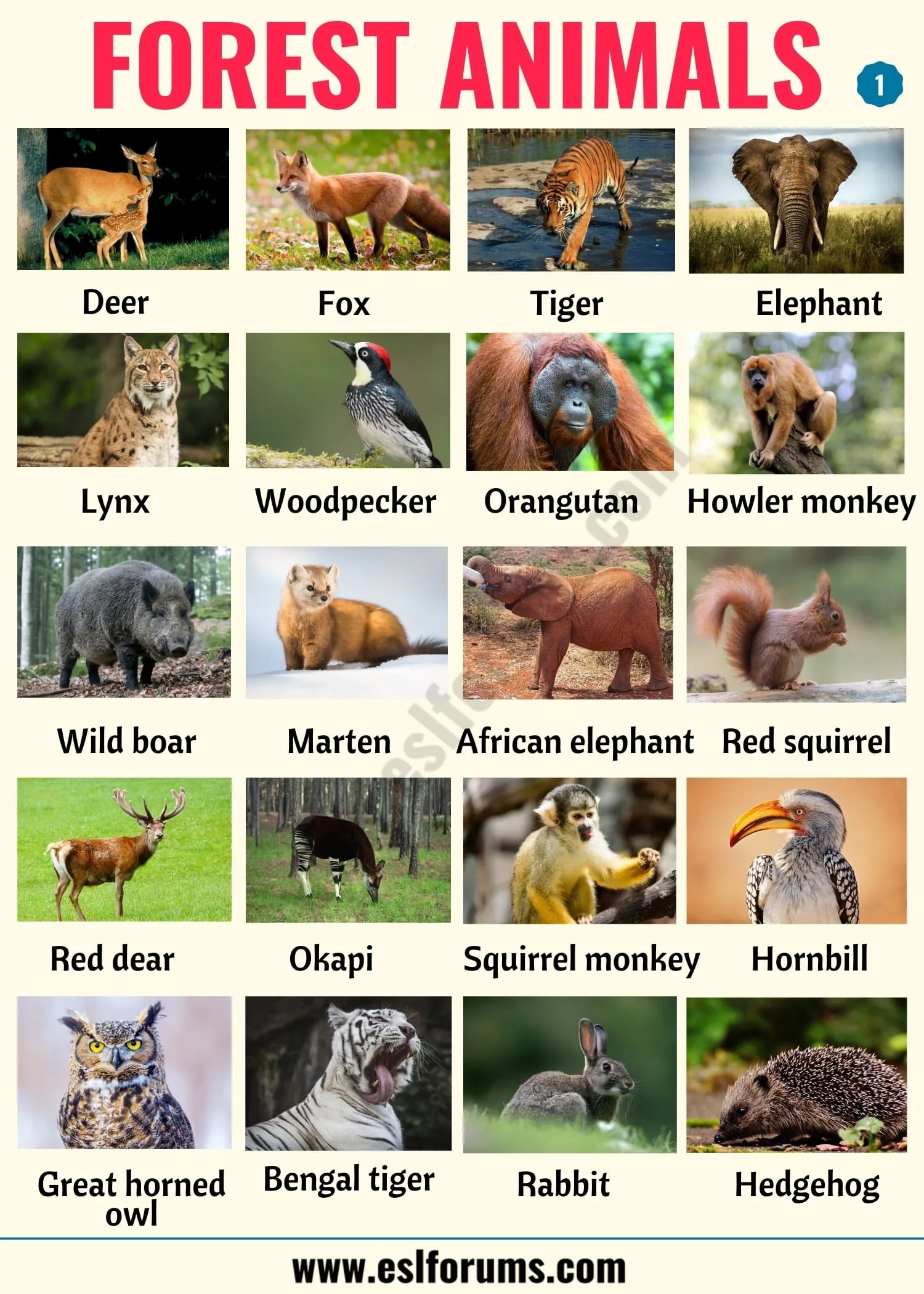 Forest Animals List of Animals That Live in the Forest with ESL