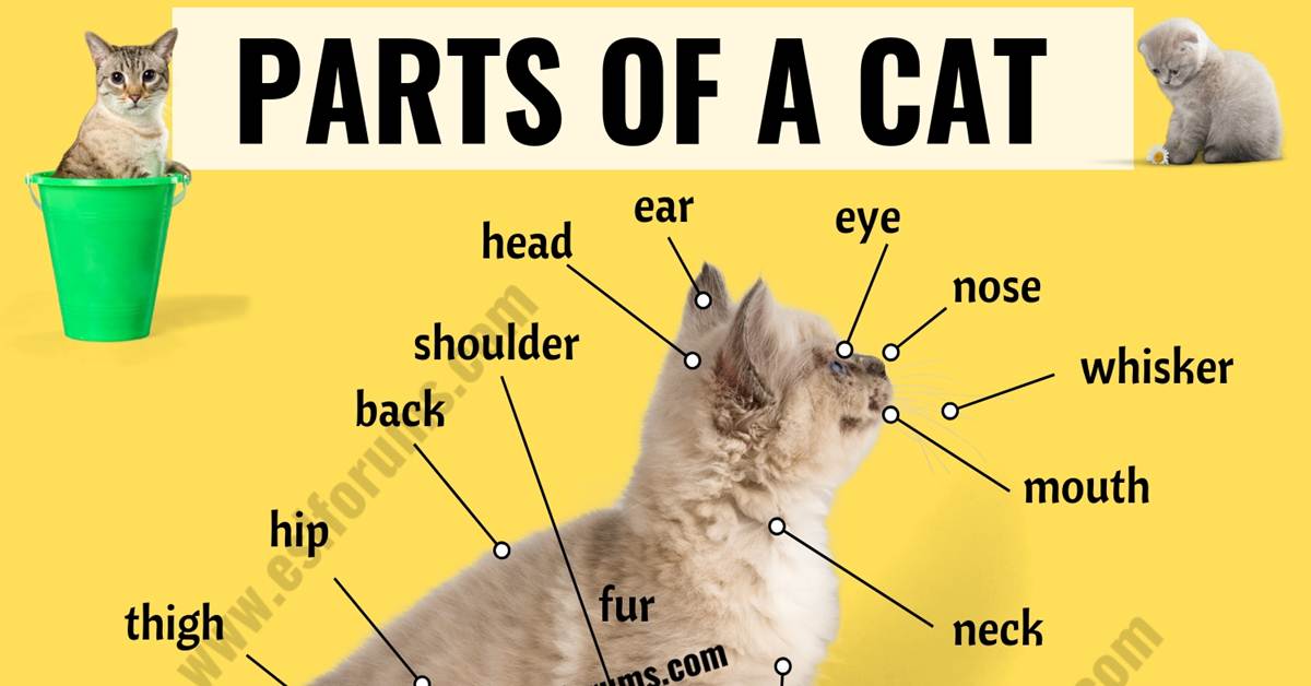 Cat Anatomy Different Parts of a Cat with ESL Picture! ESL Forums
