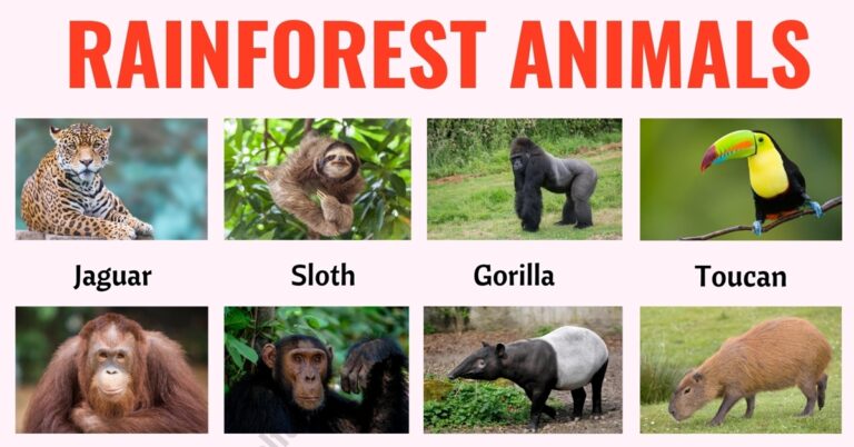Rainforest Animals List of 25+ Animals that Live in the Rainforest