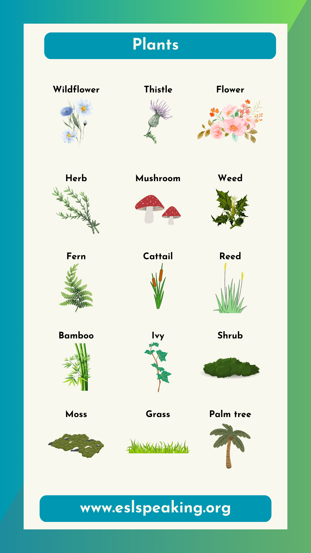 Names of Trees and Plants in English All Plants Names