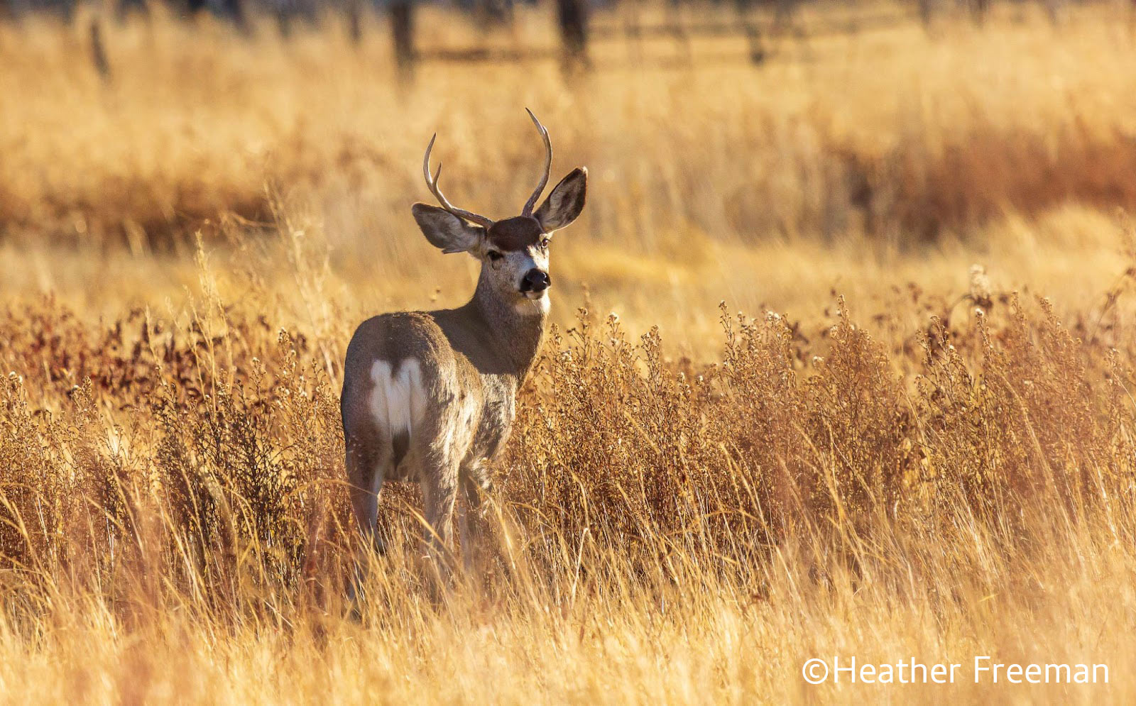 Mule Deer Migration Corridor Field Trip Eastern Sierra Land Trust
