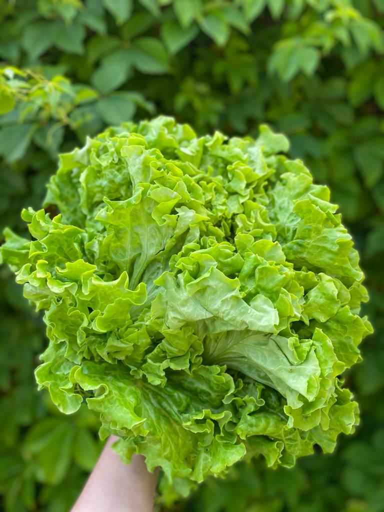 Alface Verde ESOESTE