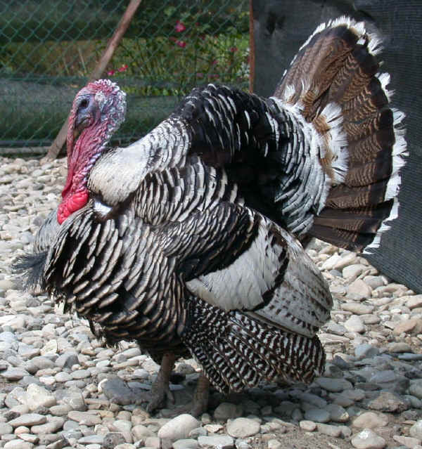 Razas italianas de Pavos Pavo de Parma y Piacenza