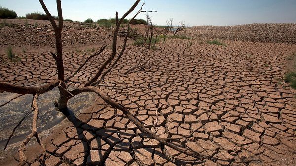 Efectos Del Cambio Climático Sobre La Fauna Y La Flora