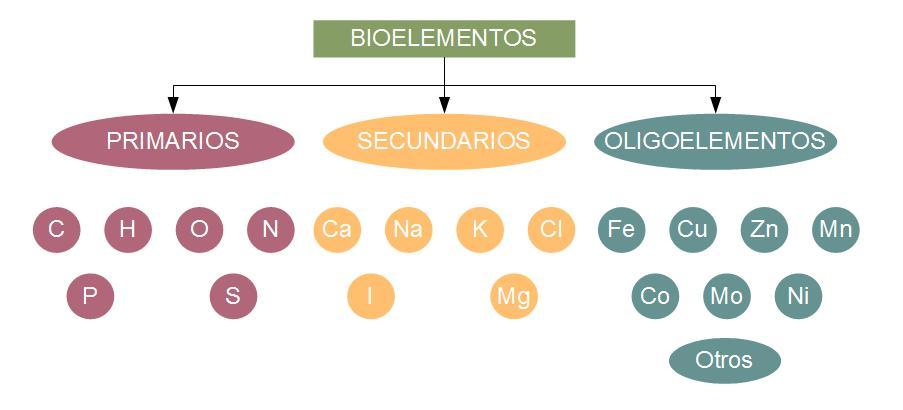 Bioelementos y biomoléculas estructura y funciones