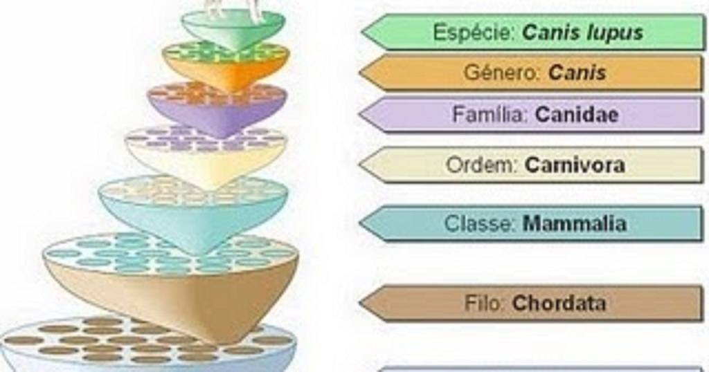 Nomenclatura binomial Reinos de los Seres Vivos Moneras, Protoctistas