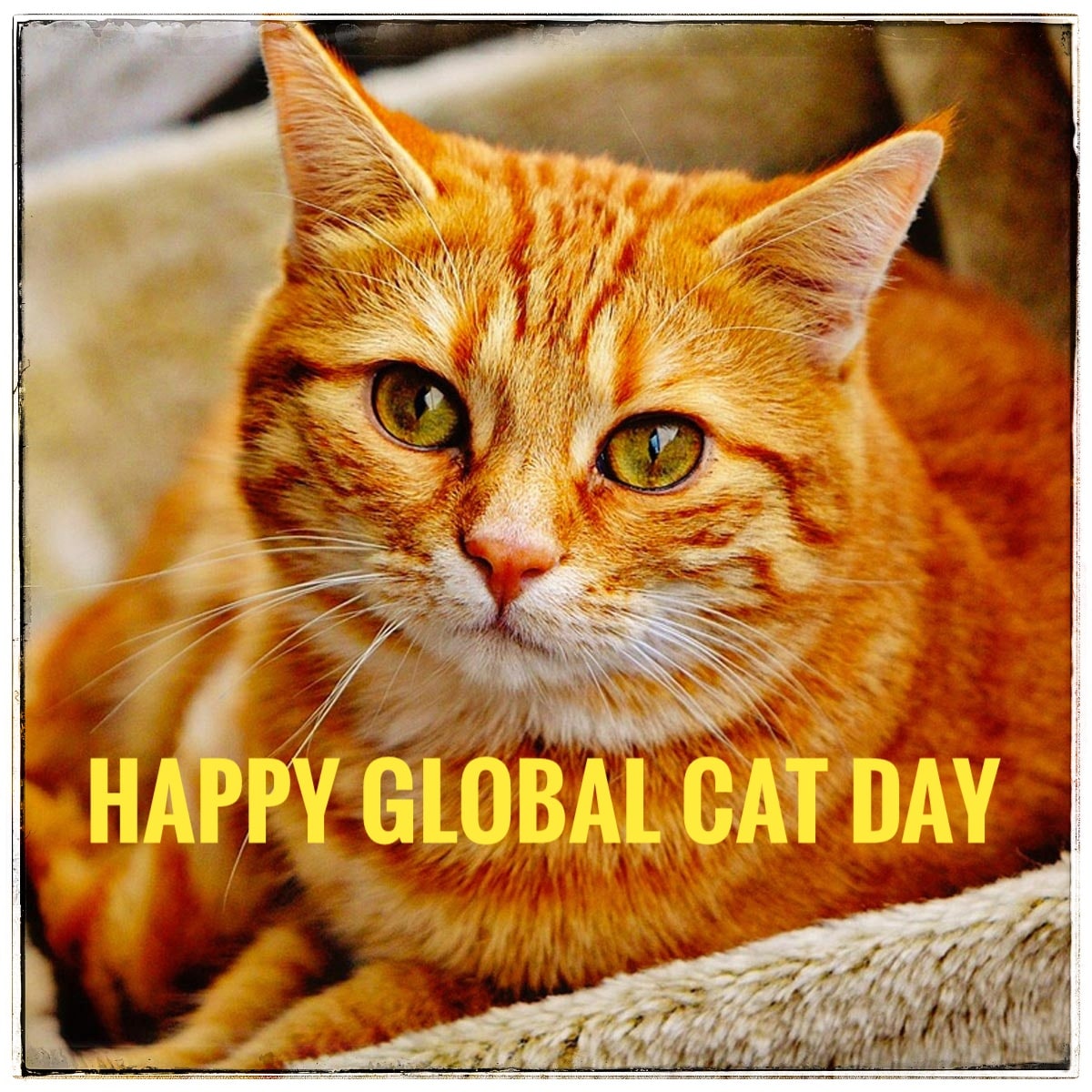 Happy global cat day ESPACIOTECA