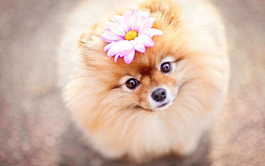 Lulu da Pomerânia o cão mais bonito do mundo « espaço animal