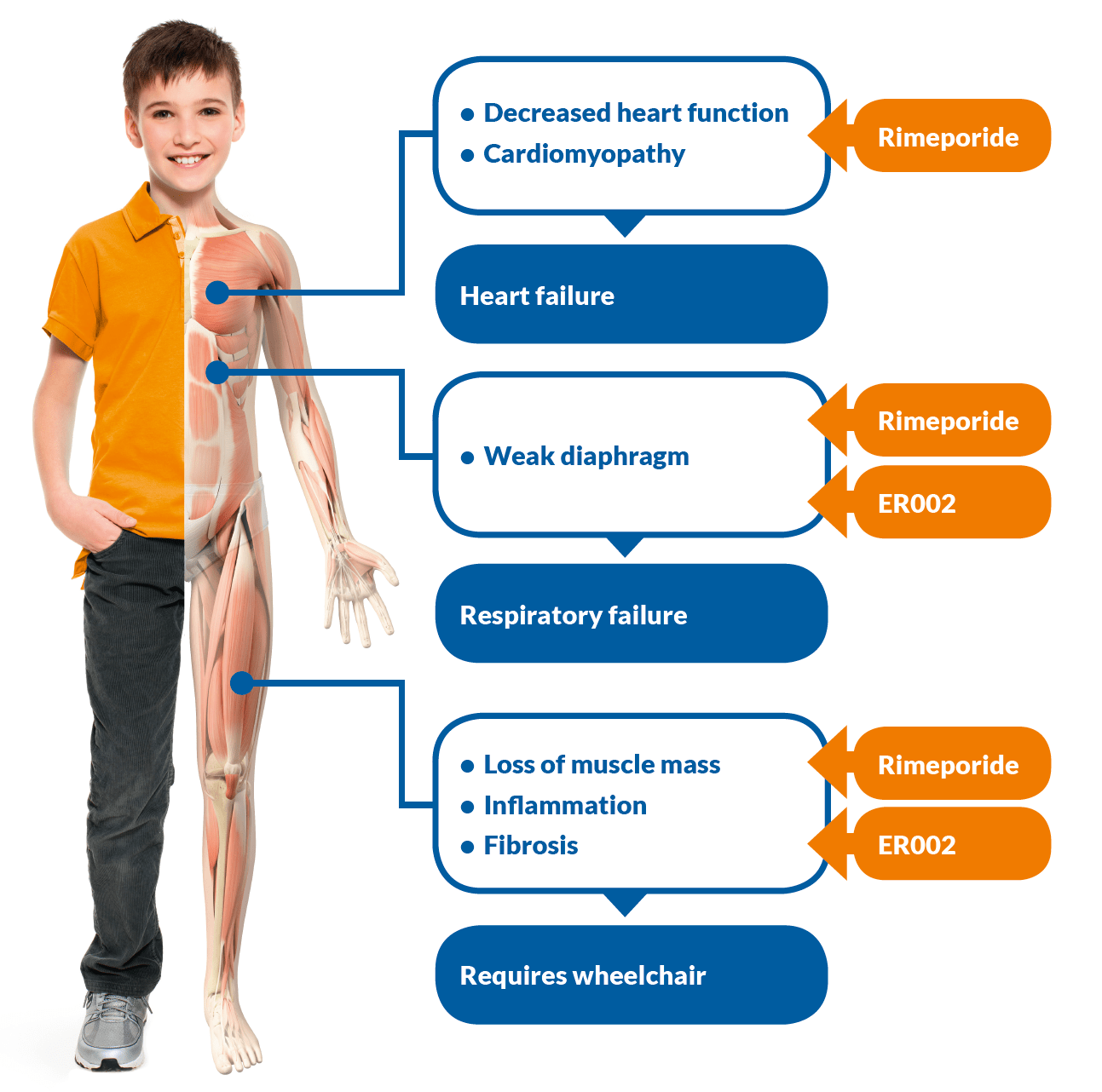 Rimeporide in Duchenne Muscular Dystrophy (DMD) Fondation EspeRare