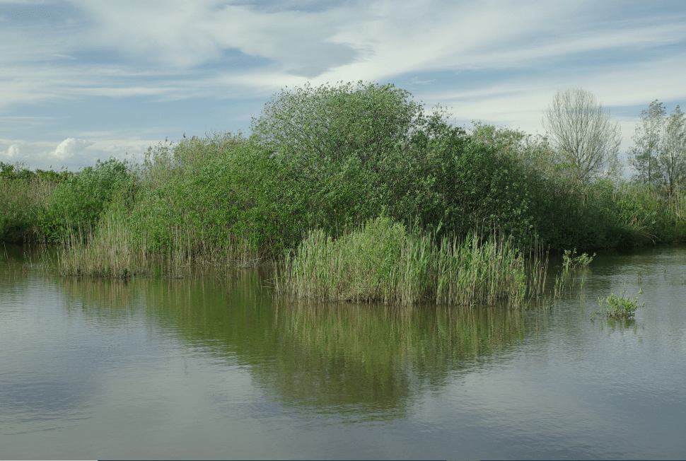 Explicación del simbolismo y significado del Sauce EspírituAlma