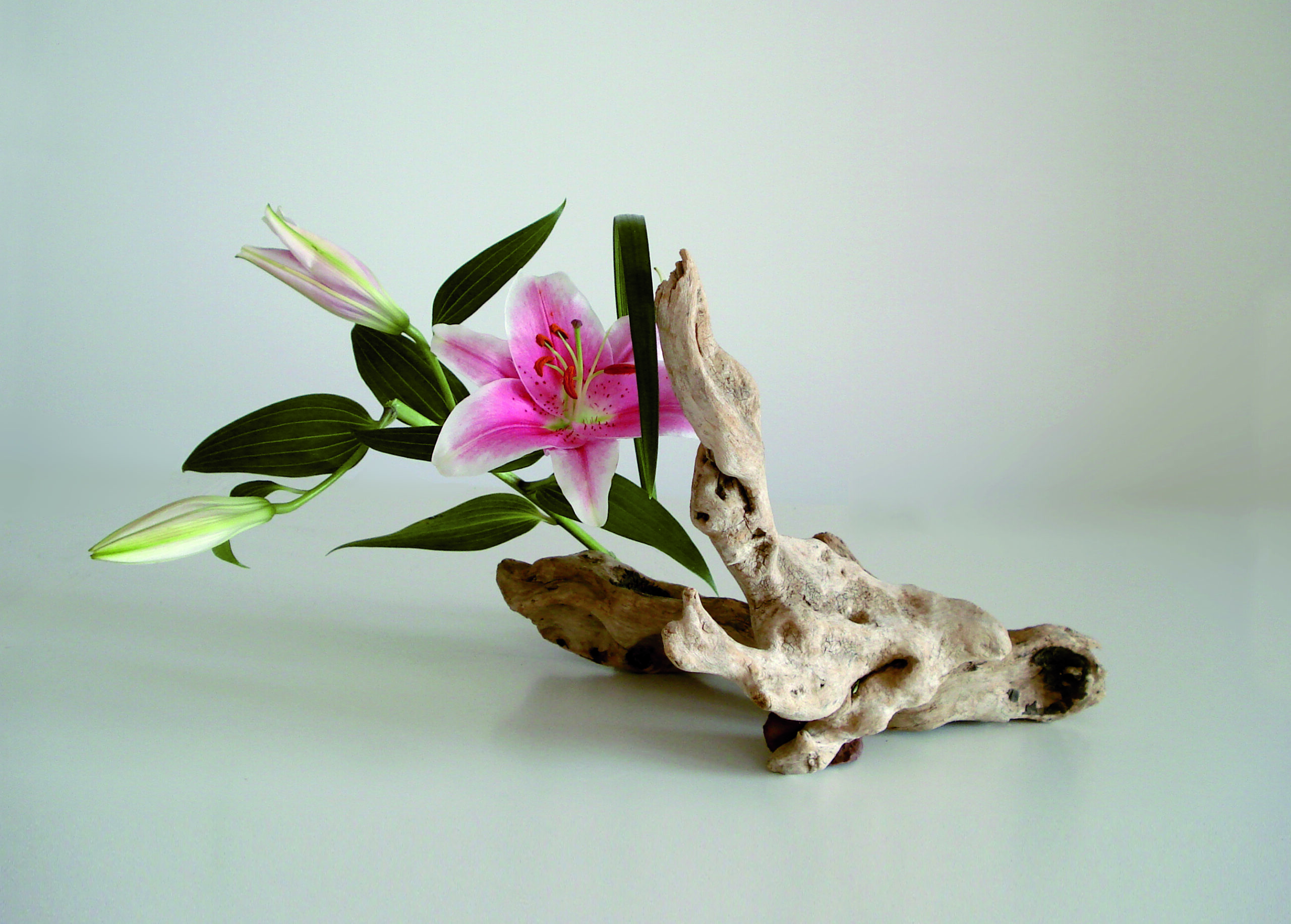 Plantas y estaciones en Ikebana Espores