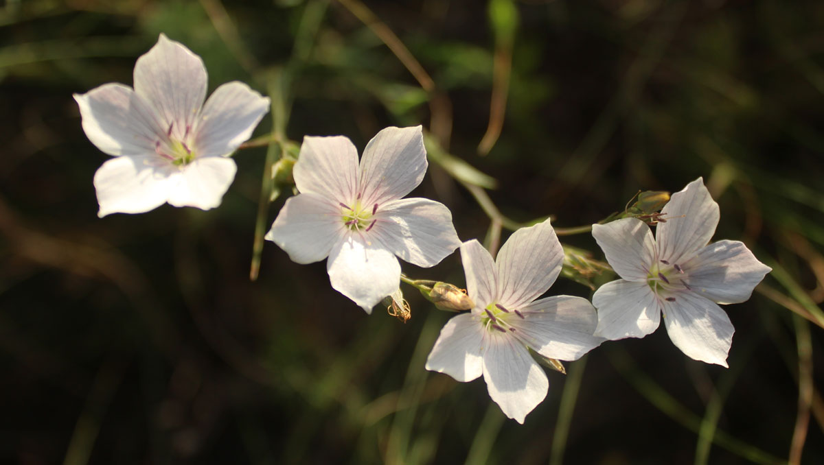 List Of 5 Flowers For Month Of May