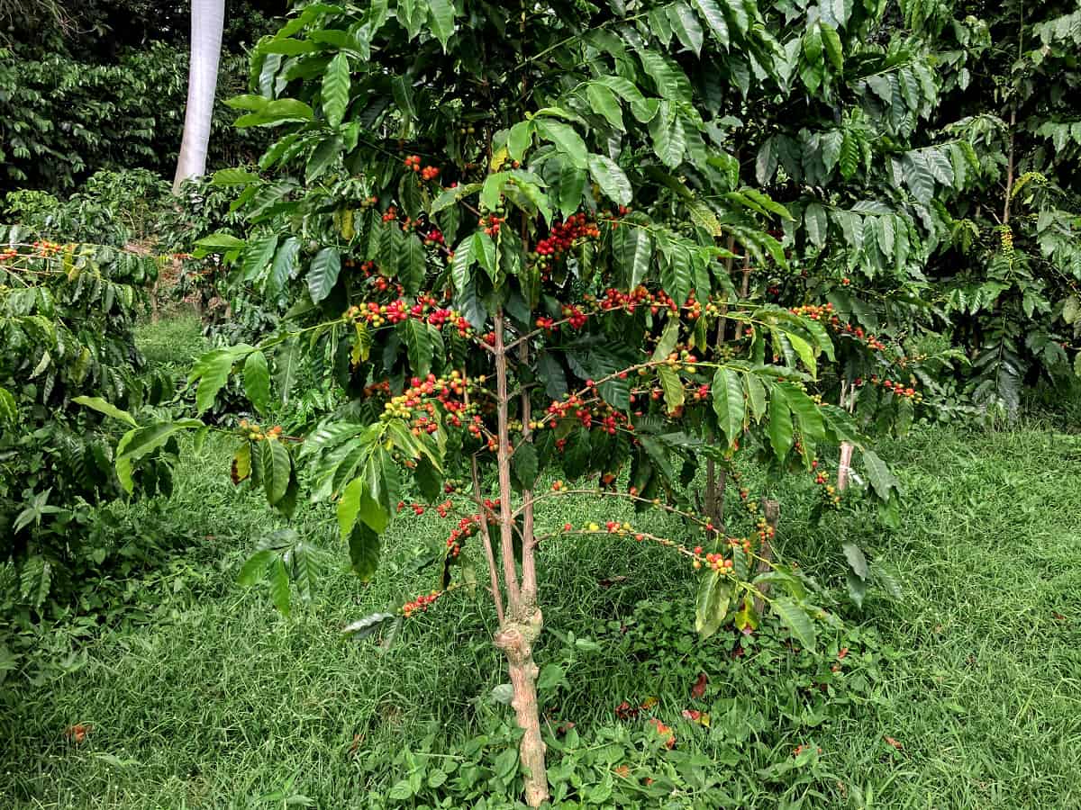 Guatemala Coffee Beans Espresso & Coffee Guide