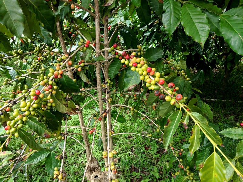 Maui Coffee Beans Espresso & Coffee Guide