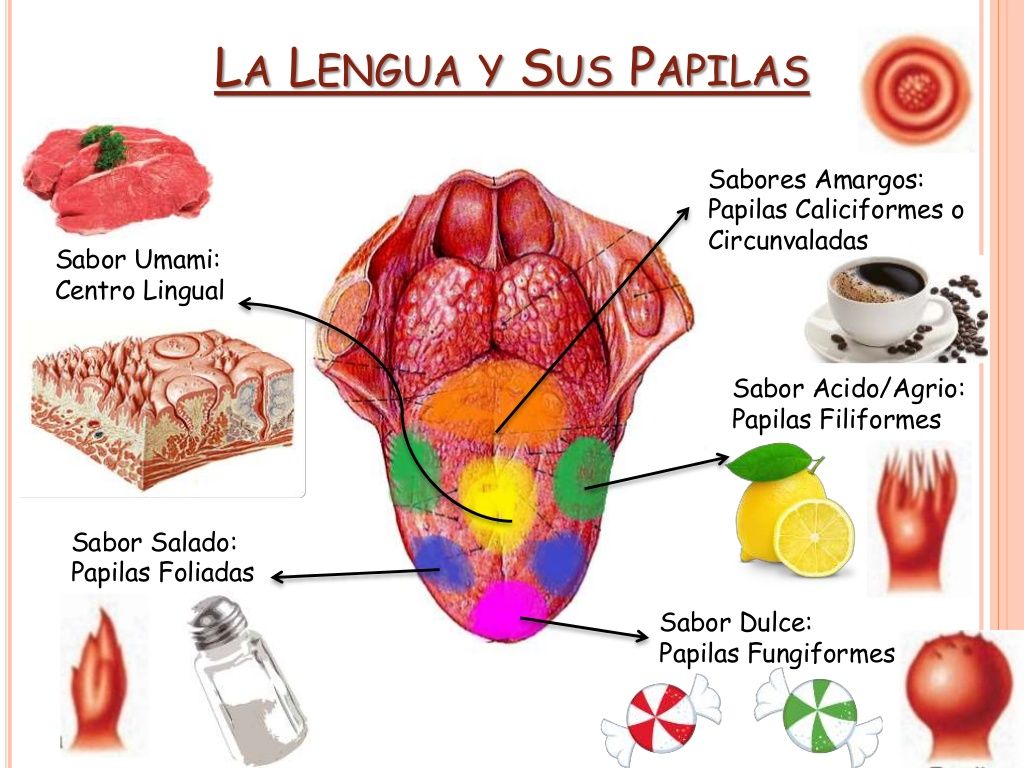 Esquema de la lengua ¡Fotos & Guía 2024!