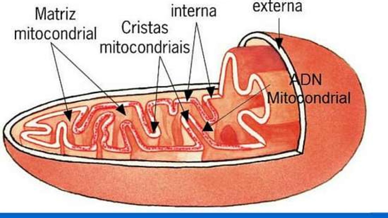 Esquema de la mitocondria ¡Fotos & Guía 2021!