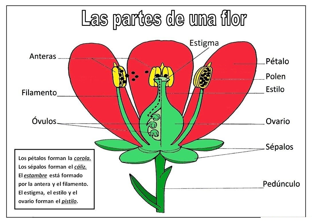 Esquema de la flor ¡Fotos & Guía 2021!