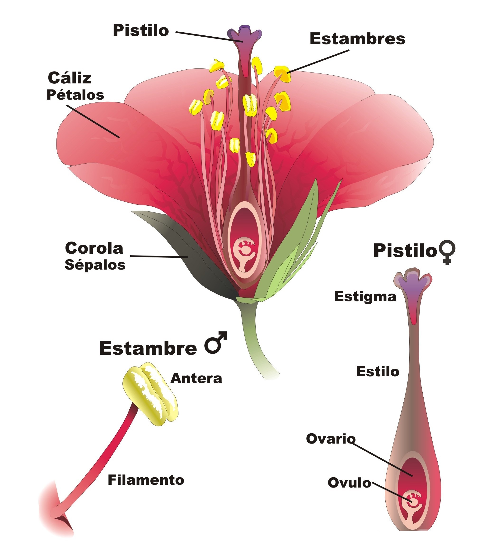 Esquema de la flor ¡Fotos & Guía 2021!