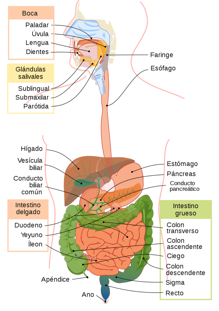 Esquema del estómago ¡Fotos & Guía 2021!