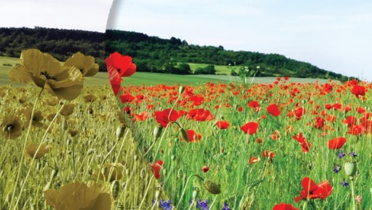 Colorblindness RedGreen Colorblindness Blog