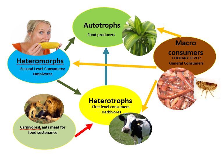 Environment Ecology Project, Research Paper Example