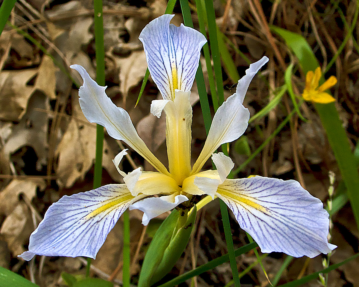 10 Benefits of using Flower Essences for Change and Self Care