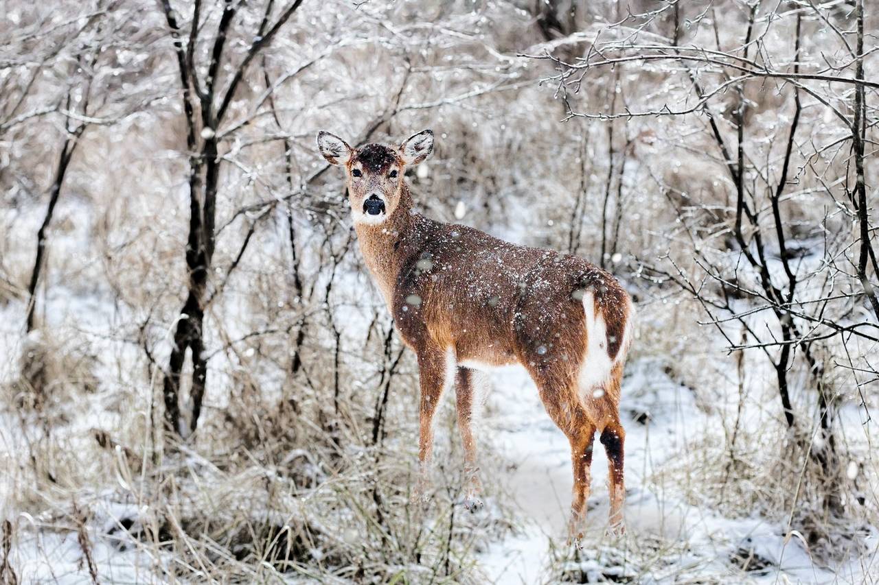 Animal de Poder CERVO O totem da espiritualidade Xamanismo