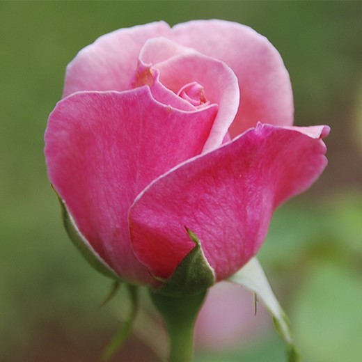 Rosa Rosa Saint Germain Essências Florais