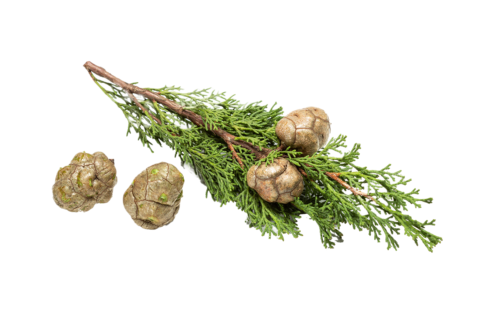 Cypress essential oil Essencyclopedia