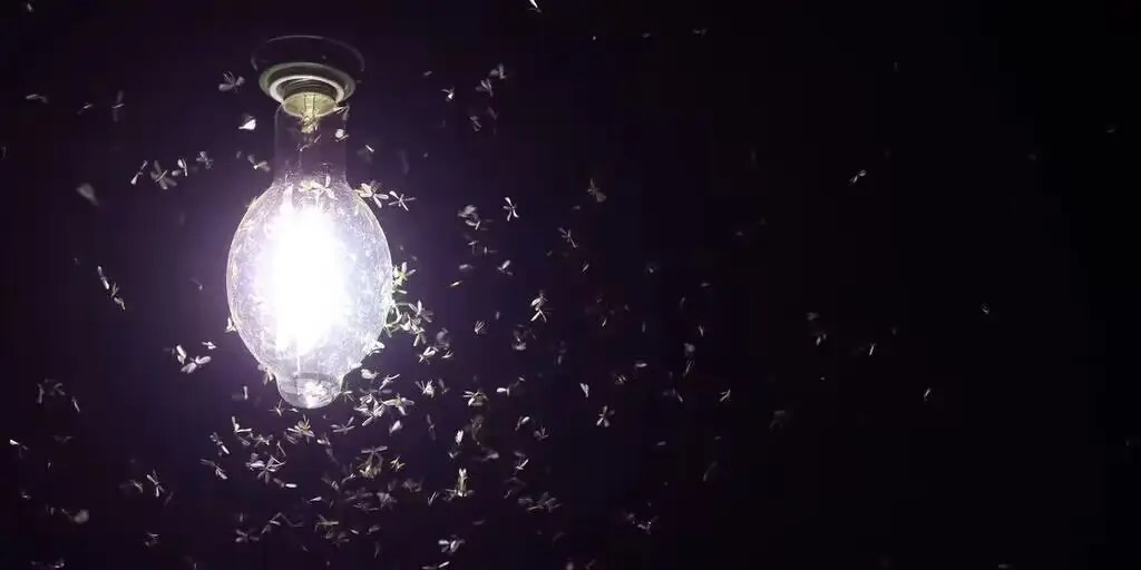 Do LED Lights Attract Bugs? Essenled Lighting