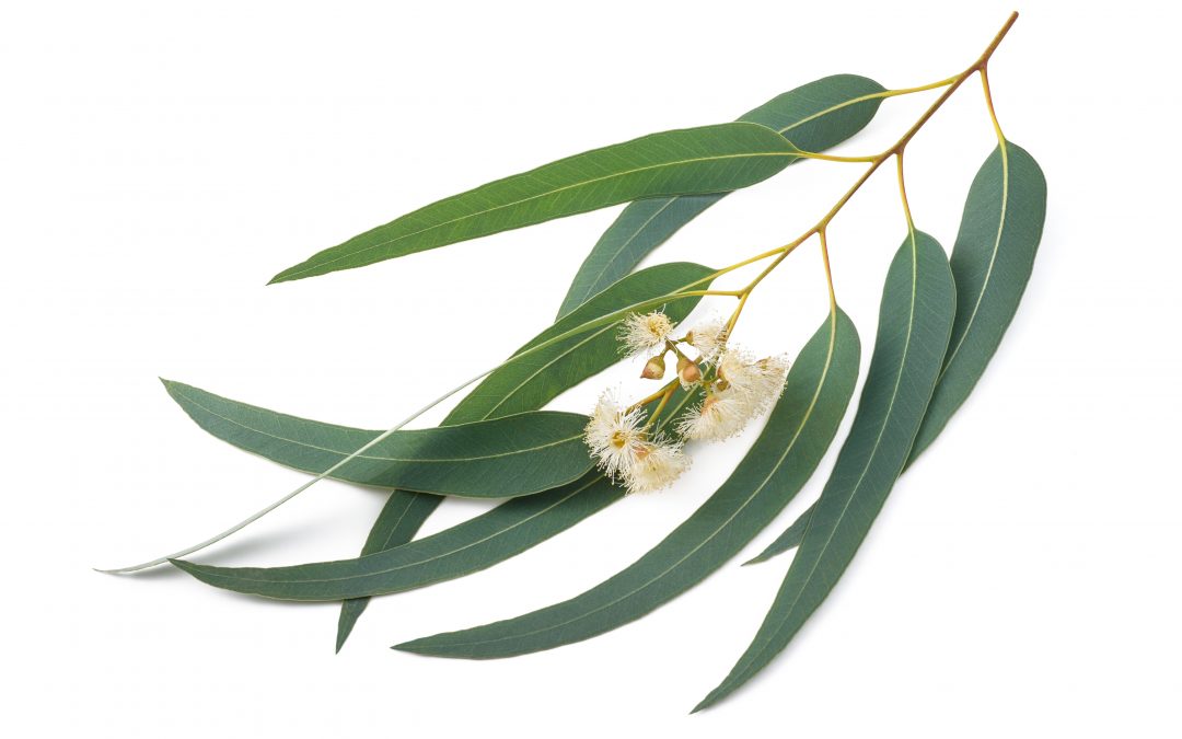 Eucalyptus It is the season of cold and flu... Essential Thyme