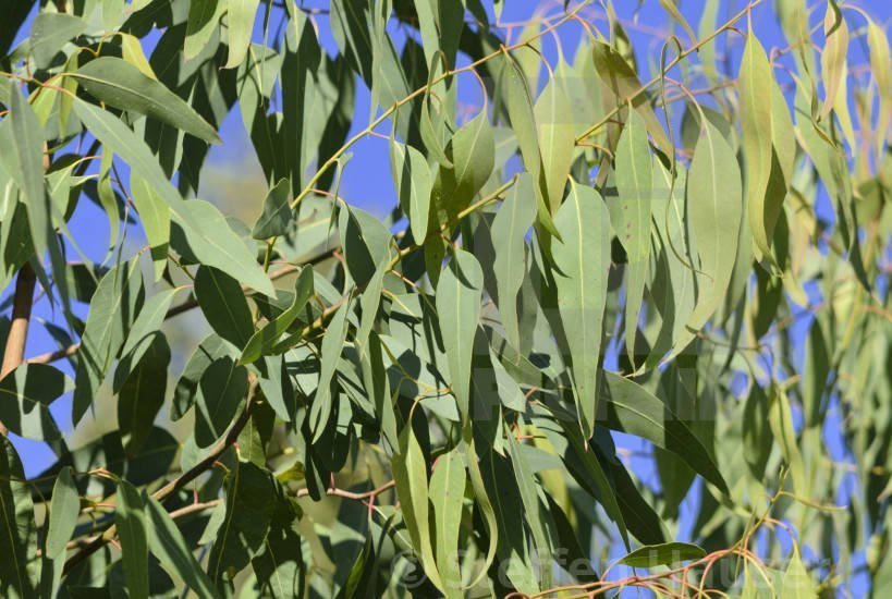 Horse selects eucalyptus essential oil Essential Animals