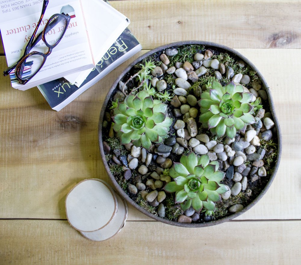 14+ Hens and Chicks (Sempervivum) Planter Ideas