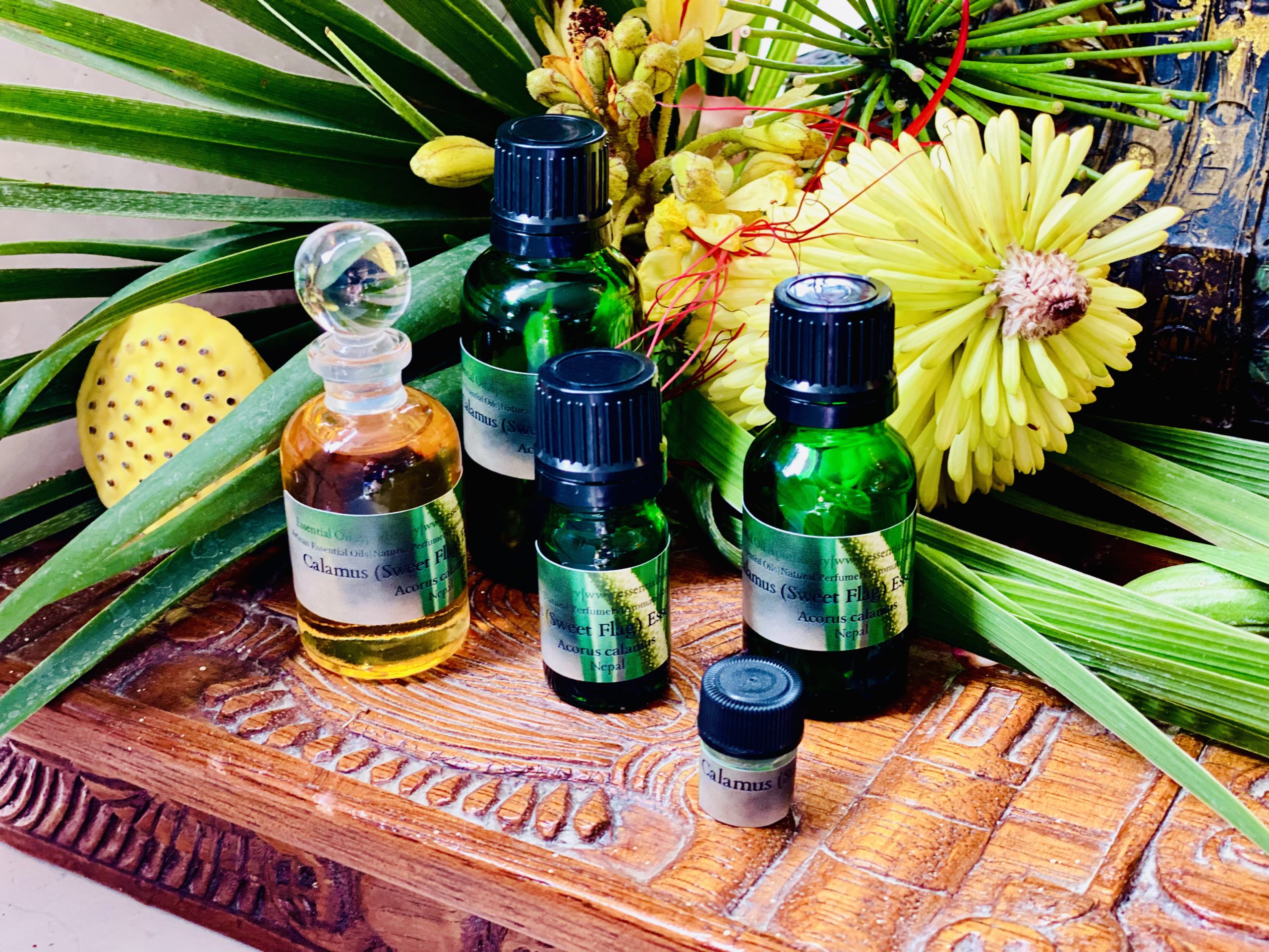 Calamus Root Essential Oil Essential Oil Apothecary