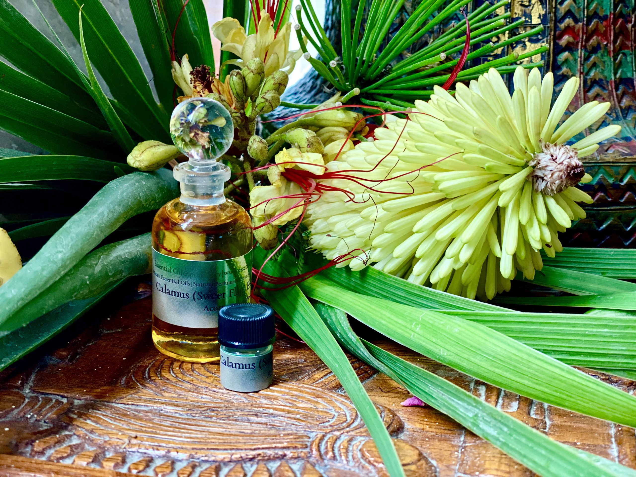 Calamus Root Essential Oil Essential Oil Apothecary