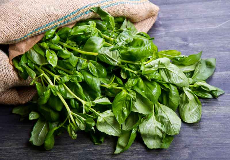 10 Basil Essential Oil Uses and Benefits (Plus 10 Recipes and Tips)