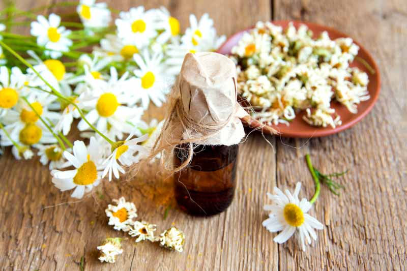 15 Benefits & Uses of German Chamomile Essential Oil (Plus Recipes